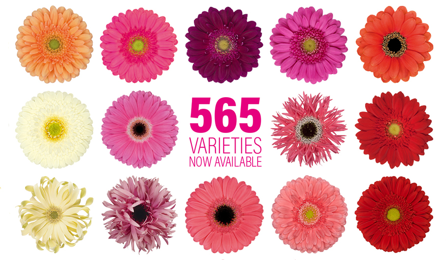 New Gerbera Assortment 565 Varieties 