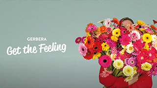 Gerbera get the Feeling  Campaign video